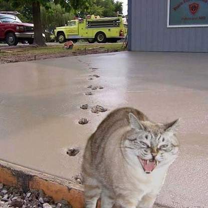 《20張有趣貓咪動圖》喵喵喵喵電感應~ΦᴗΦ 《20張有趣貓咪動圖》喵喵喵喵電感應~ΦᴗΦ