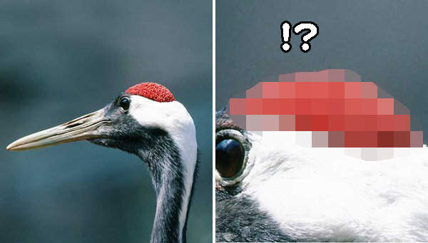 閱覽注意《丹頂鶴的頭頂》密集恐懼症者慎入