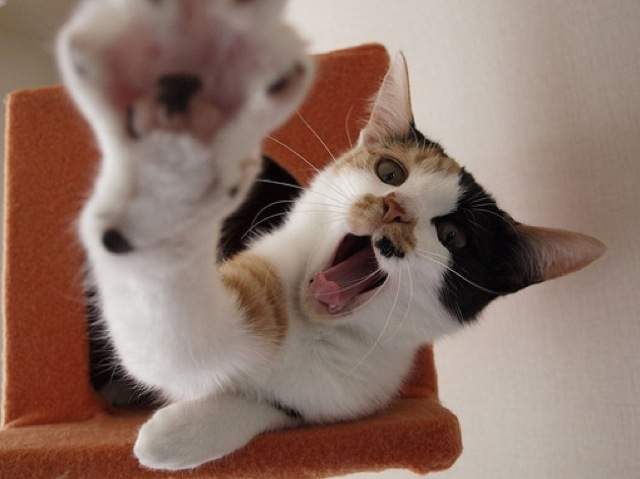 《網路上療癒動圖總整理》感到疲累時看看這些就能感到小幸福 《網路上療癒動圖總整理》感到疲累時看看這些就能感到小幸福