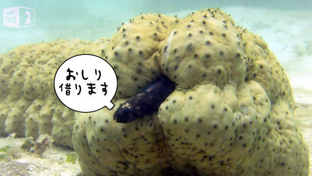 閱覽注意《潛魚甩尾硬鑽海參菊花》不好意思你的肛門借住一下喔...