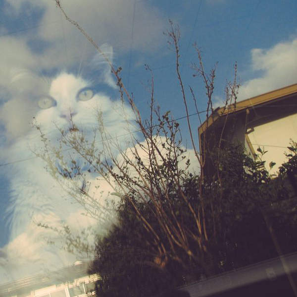 珍事件《天國的喵星人》原本以為的感人故事真相竟然是...