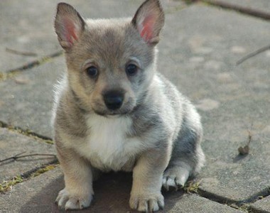 腿短短《瑞典牧羊犬》牧羊犬跟柯基混血就是這樣吧? 腿短短《瑞典牧羊犬》牧羊犬跟柯基混血就是這樣吧?
