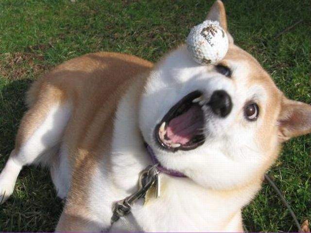 《全球最不妙的地名 TOP 10》你知道死狗之島在哪裡嗎?(抖) 《全球最不妙的地名 TOP 10》你知道死狗之島在哪裡嗎?(抖)