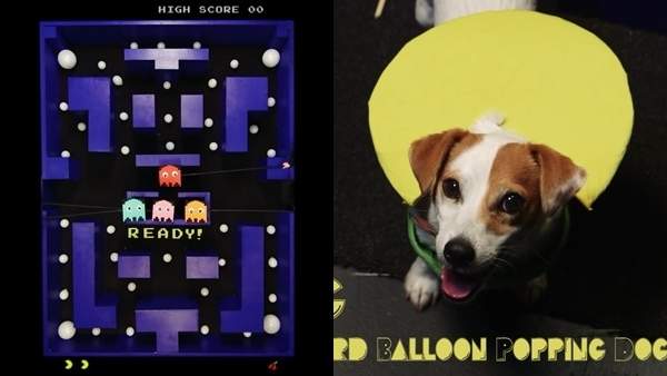 《狗狗版小精靈》汪星人吃豆子的速度像風一樣快₍₍◝(・'ω'・)◟⁾⁾  《狗狗版小精靈》汪星人吃豆子的速度像風一樣快₍₍◝(・'ω'・)◟⁾⁾