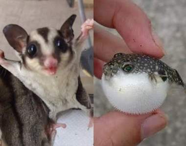 《動物萌萌的威嚇動作》明明想嚇唬別人卻超可愛的動物還有哪些呢? 《動物萌萌的威嚇動作》明明想嚇唬別人卻超可愛的動物還有哪些呢?