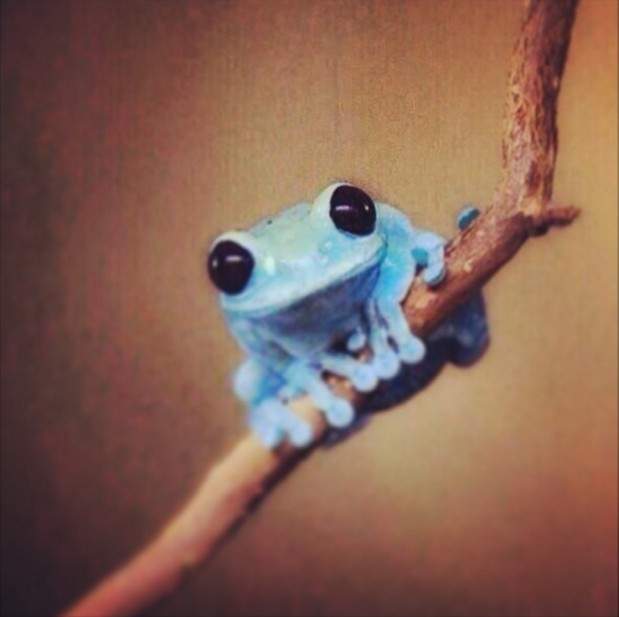 傳說能帶來幸福的《藍蛙》在日本各地目擊情報續出