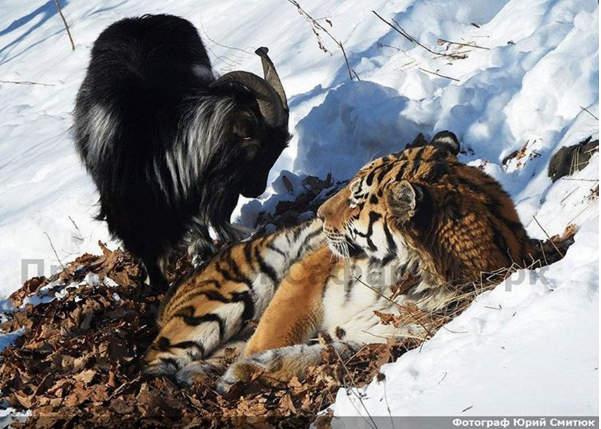 《老虎與黑山羊的友情結束了》一虎一羊決裂的原因在於...！？