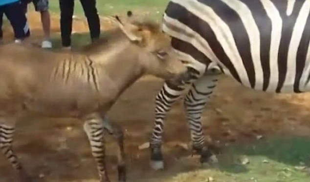 《斑馬x驢子》生下的孩子會長什麼樣子? 《斑馬x驢子》生下的孩子會長什麼樣子?