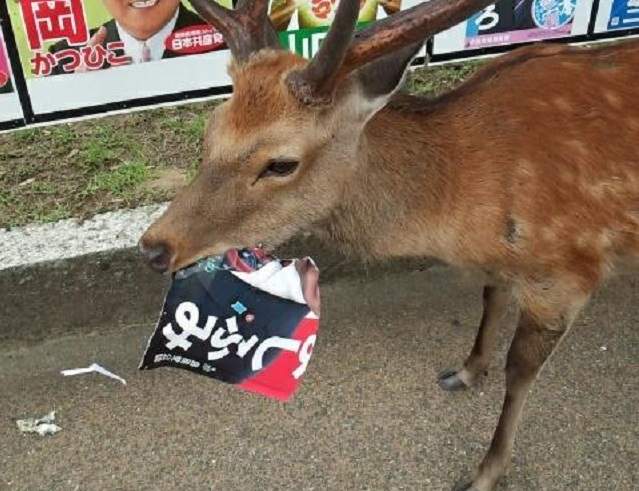 《奈良的鹿又在吃選舉海報了》違反選舉法的現行犯要逮捕牠嗎… 《奈良的鹿又在吃選舉海報了》違反選舉法的現行犯要逮捕牠嗎…