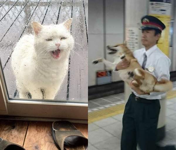 《任性出門的貓狗》下次不可以再亂跑了喲~(摸摸) 《任性出門的貓狗》下次不可以再亂跑了喲~(摸摸)