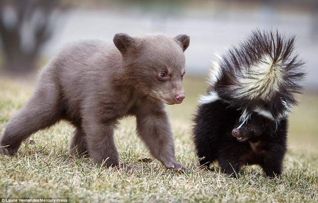 交到會放臭屁的朋友《小熊＆臭鼬》口味濃厚的友情(´;ω;`)