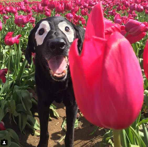 《白眼圈狗狗Rowdy》其實牠已經二度從死神手中逃脫( ´･ω･)