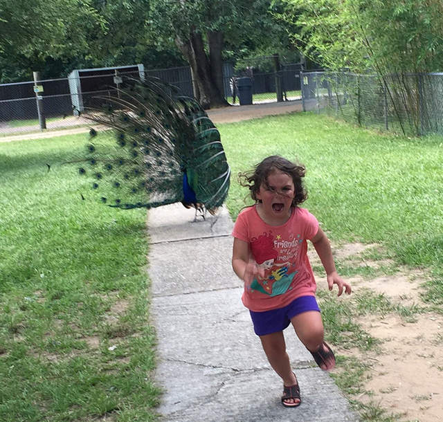 《被孔雀追的小女孩》網友的PS惡搞風潮又來惹ww 《被孔雀追的小女孩》網友的PS惡搞風潮又來惹ww