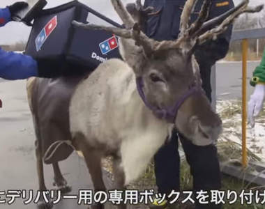 《馴鹿外送披薩》計畫中止 日本達美樂想出的替代對策竟然是...!? 《馴鹿外送披薩》計畫中止 日本達美樂想出的替代對策竟然是...!?