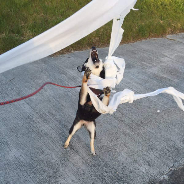 《狗狗散步中的珍事件》汪星人突然模仿起西川貴教究竟為什麼wwww