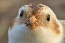 《鳥鳥正面寫真集》被如此直接深情注視怎麼受得了♥ 《鳥鳥正面寫真集》被如此直接深情注視怎麼受得了♥