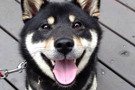 吃貨柴犬的厲害《無影嘴柴犬》速度快到你看不到 還會開籠逃脫術 吃貨柴犬的厲害《無影嘴柴犬》速度快到你看不到 還會開籠逃脫術