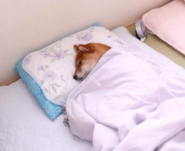 《人類般睡相的汪喵星人》你在牠們身上看得到自己的影子嗎？