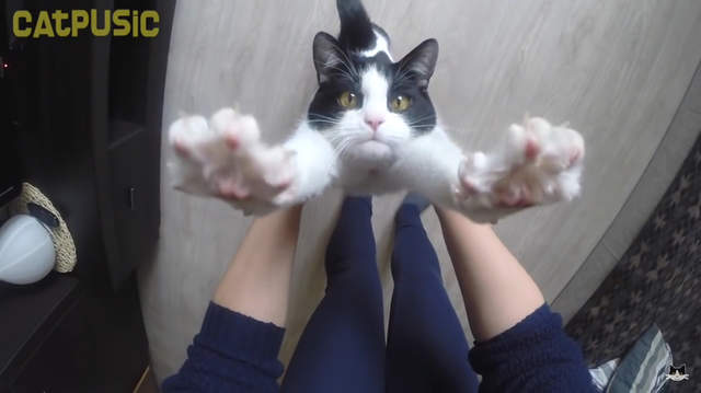 《討抱貓Pusic》喜歡舉高雙手討抱抱難道是乳牛貓的特性嗎？