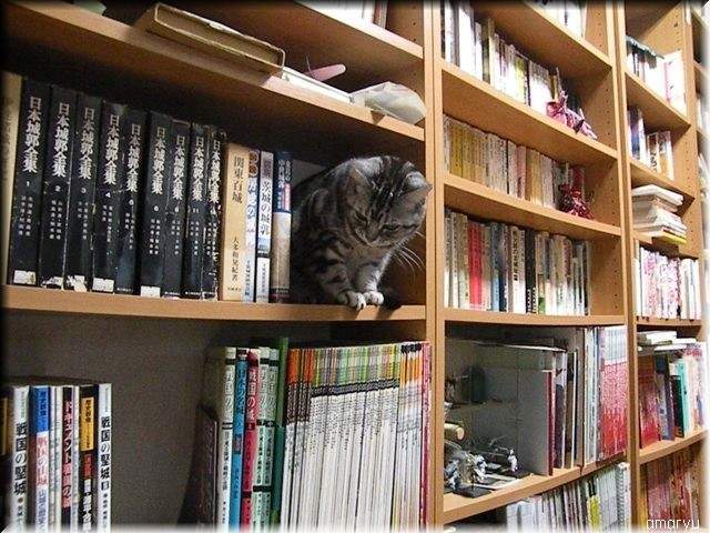 《書櫃與貓》你們是書櫃上的喵精靈嗎？