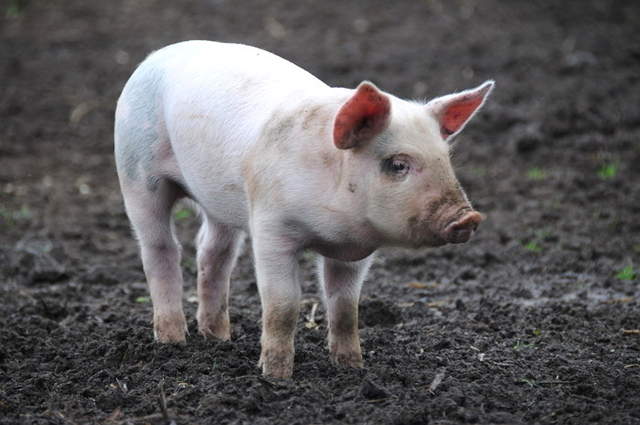 這真的是一場豬倫悲劇《火災一夜間帶走300頭豬》齁齁...齁齁齁