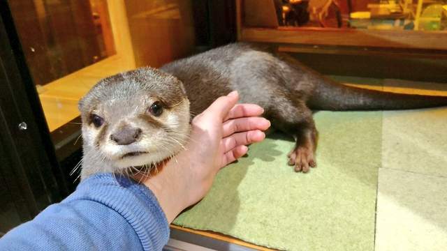 日本《水獺咖啡廳》可愛到讓你想走也無法離開的撒嬌攻勢（抱）