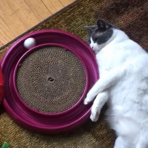 超慵懶《憂鬱星期一的貓咪》連玩玩具也心不甘情不願（無力）