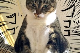 貓也懂藝術《貓奴家沙發經過5年的下場》能忍這麼久也算是不簡單…… 貓也懂藝術《貓奴家沙發經過5年的下場》能忍這麼久也算是不簡單……