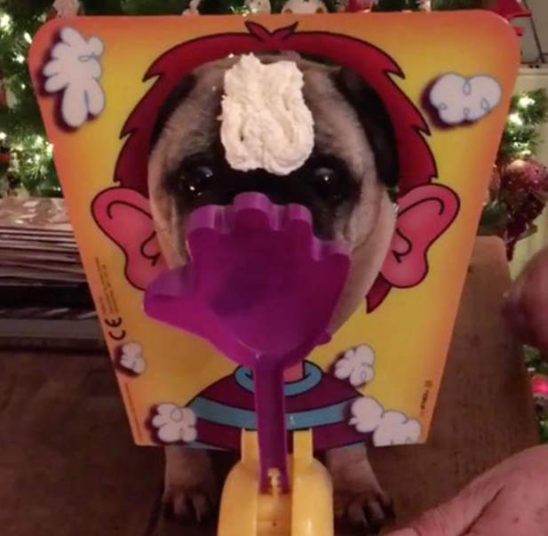 《跟狗狗玩砸派遊戲》名符其實的奶油犬?(誤) 《跟狗狗玩砸派遊戲》名符其實的奶油犬?(誤)