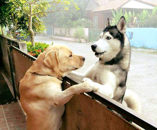 《被主人冷落的小哈》孤單寂寞求抱抱QQ 《被主人冷落的小哈》孤單寂寞求抱抱QQ