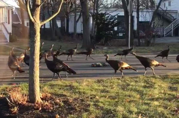 《火雞繞著死貓轉》這是召喚貓咪復活的神祕儀式嗎？