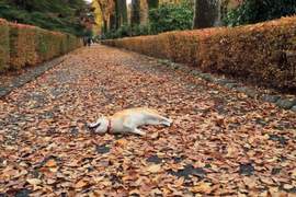 蛋黃哥4ni?《到處都在睡的柴犬YU》一臉睡不醒實在太療癒啦~ 蛋黃哥4ni?《到處都在睡的柴犬YU》一臉睡不醒實在太療癒啦~