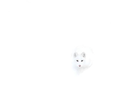 《自然界偽裝高手》令人難以置信的生物擬態技術 《自然界偽裝高手》令人難以置信的生物擬態技術