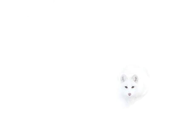 《自然界偽裝高手》令人難以置信的生物擬態技術 《自然界偽裝高手》令人難以置信的生物擬態技術