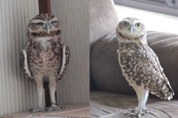 《貓頭鷹冷氣off&on的表情反差》天氣熱真的很不爽咩-_- 《貓頭鷹冷氣off&on的表情反差》天氣熱真的很不爽咩-_-