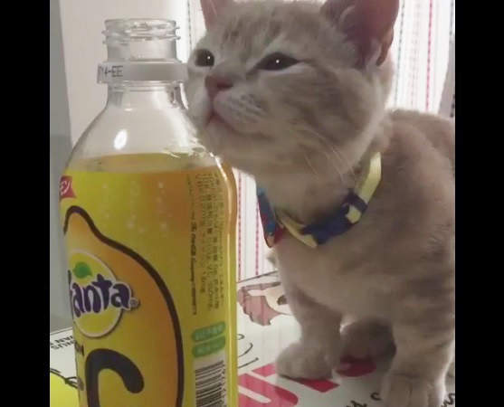 《貓咪聞到芬達的反應》明明不喜歡還一聞再聞的超困惑表情❤