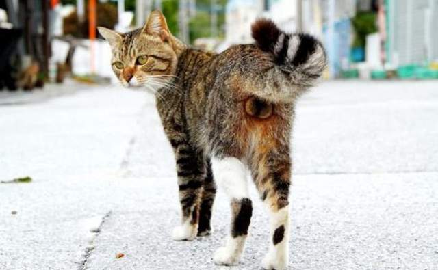 《貓的OO展》集結貓奴最愛的各種貓咪萌點部位攝影展♥