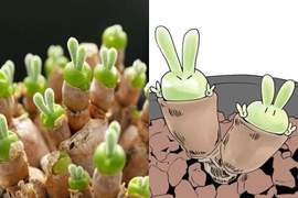 超可愛多肉植物《碧光環》盆栽裡的翠綠小兔兔❤太療癒引推特瘋傳 超可愛多肉植物《碧光環》盆栽裡的翠綠小兔兔❤太療癒引推特瘋傳