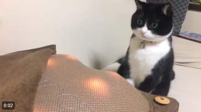 《第一次看到按摩器的貓咪表情》(⊙_⊙)有變成素材被惡用的預感ww 《第一次看到按摩器的貓咪表情》(⊙_⊙)有變成素材被惡用的預感ww