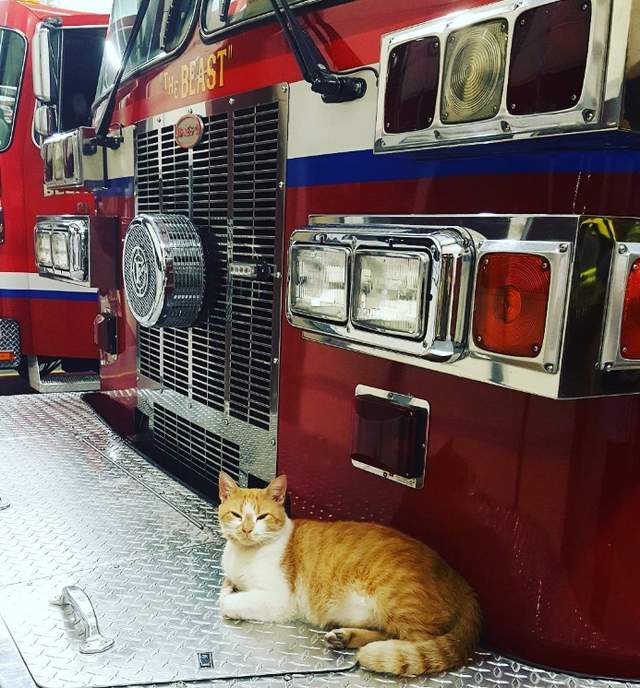 《住在消防隊的橘子貓》每日賣萌以回報消防隊員的救命之恩 《住在消防隊的橘子貓》每日賣萌以回報消防隊員的救命之恩