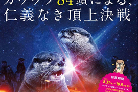 《水獺總選舉》集結全日本36間設施共84隻水獺的可愛票選激戰 《水獺總選舉》集結全日本36間設施共84隻水獺的可愛票選激戰