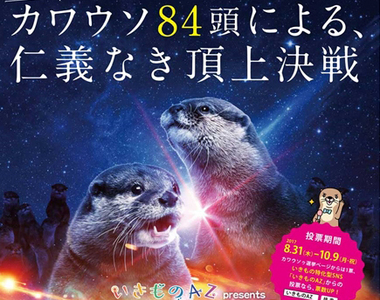 《水獺總選舉》集結全日本36間設施共84隻水獺的可愛票選激戰 《水獺總選舉》集結全日本36間設施共84隻水獺的可愛票選激戰