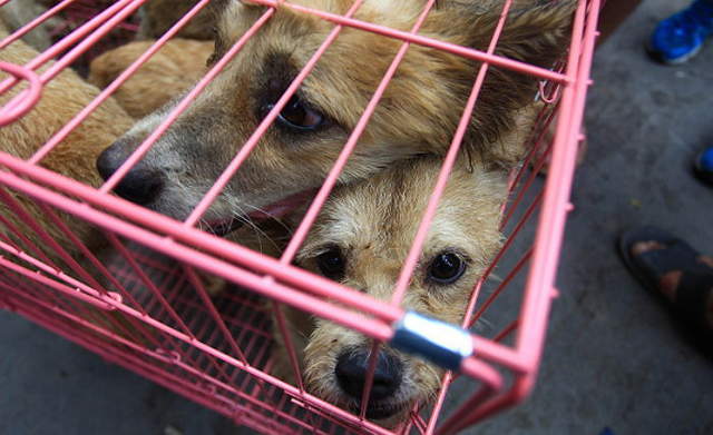 韓國議員將推行《禁吃狗肉法》人類最忠心的....食物? 韓國議員將推行《禁吃狗肉法》人類最忠心的....食物?