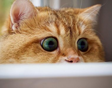 可愛滿溢《真貓版鞋貓劍客Hosico》渾身上下只有一個〝圓〞字可以形容♥ 可愛滿溢《真貓版鞋貓劍客Hosico》渾身上下只有一個〝圓〞字可以形容♥
