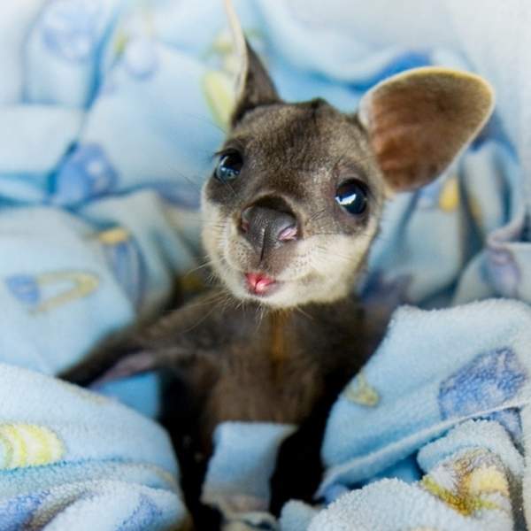 融化你心的《動物寶寶照》看到直接抱緊處理就對了♥ 融化你心的《動物寶寶照》看到直接抱緊處理就對了♥