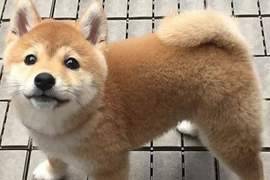推特瘋傳《你知道柴犬有多可愛嗎?》感受讓全世界都融化的萌力 推特瘋傳《你知道柴犬有多可愛嗎?》感受讓全世界都融化的萌力