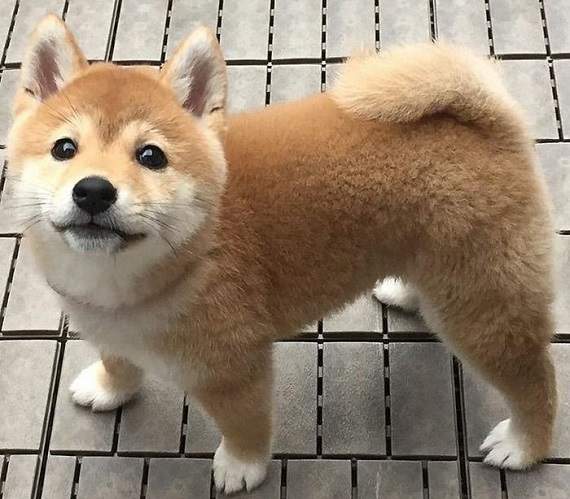 推特瘋傳《你知道柴犬有多可愛嗎？》感受讓全世界都融化的萌力