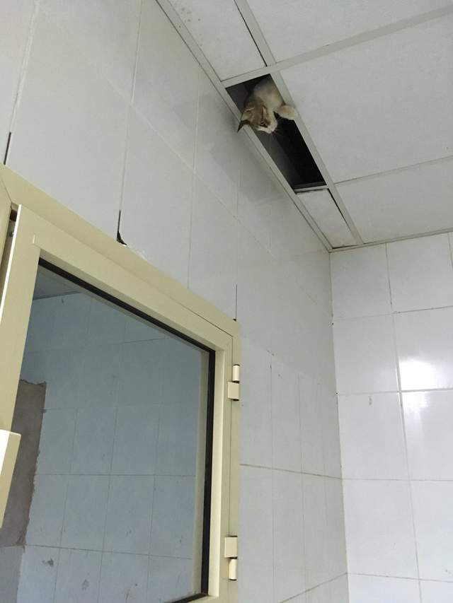 《從天而降忍者貓》躲在天花板上偷看主人的可愛模樣引發瘋傳 - 圖片7