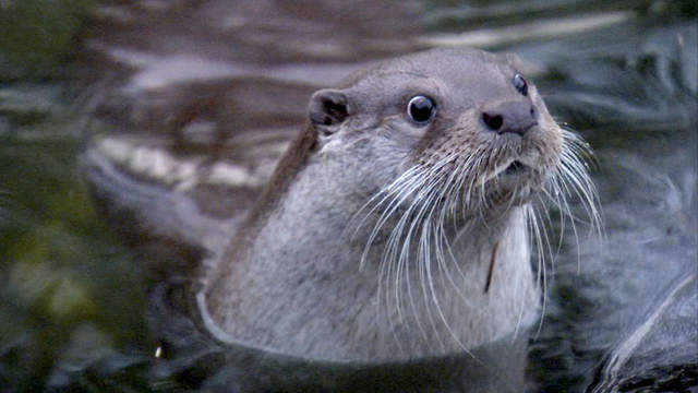 韓國最近發生《有水獺誤闖便利商店事件》 網友問只是想買條魚不行嗎