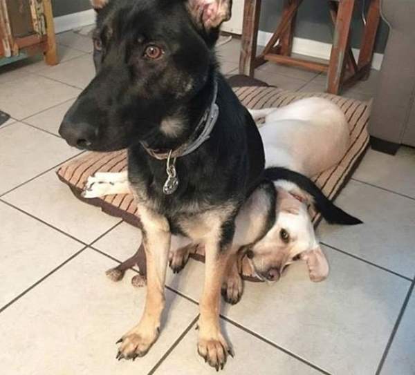 哥就是跩《喜歡睡在別人身上的寵物》那個、你睡到我的臉了(眼神死) 哥就是跩《喜歡睡在別人身上的寵物》那個、你睡到我的臉了(眼神死)